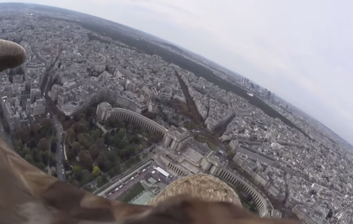 Incredibile volo su Parigi: video ripreso da un’aquila in volo